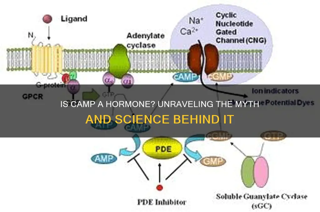 is camp a hormone