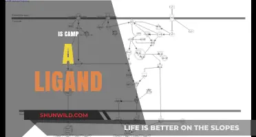 Is Camp a Ligand? Exploring Coordination Chemistry and Molecular Bonds