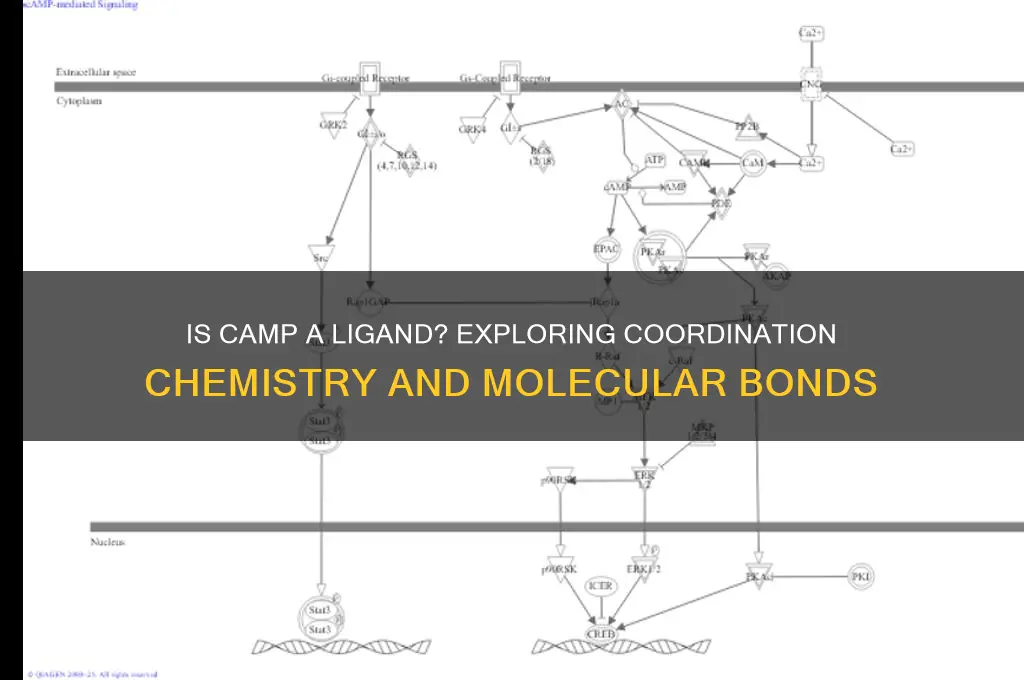 is camp a ligand