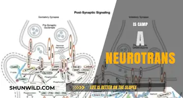 Is Camp a Neurotransmitter? Unraveling the Science Behind the Buzz