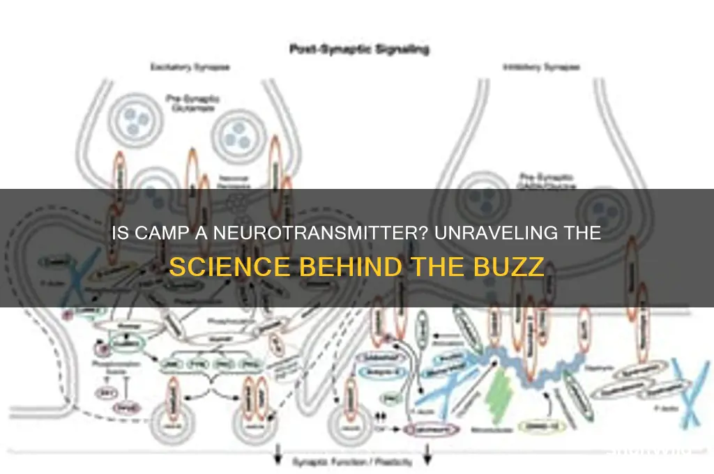 is camp a neurotransmitter