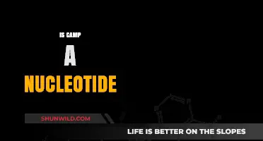 Is Camp a Nucleotide? Unraveling the Confusion in Biochemistry Basics