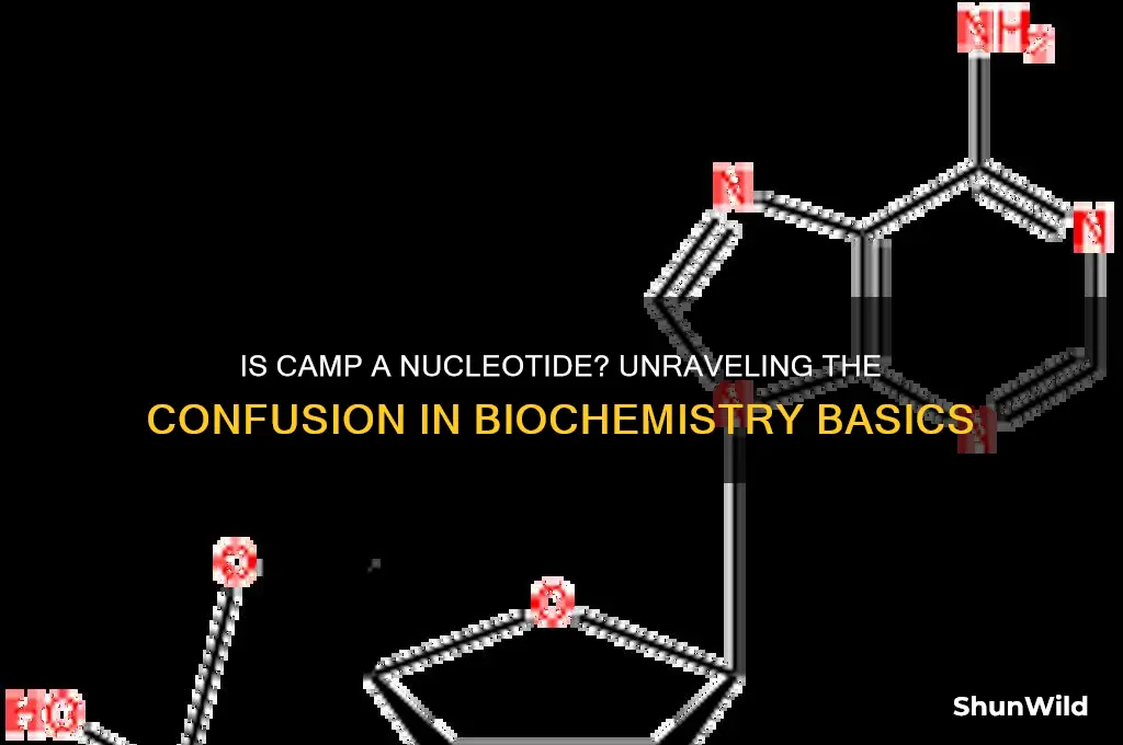 is camp a nucleotide