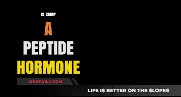 Is Camp a Peptide Hormone? Unraveling Its Biological Role and Function