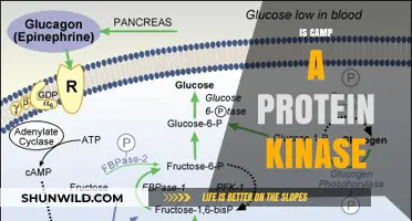 Is Camp a Protein Kinase? Unraveling the Molecular Mystery