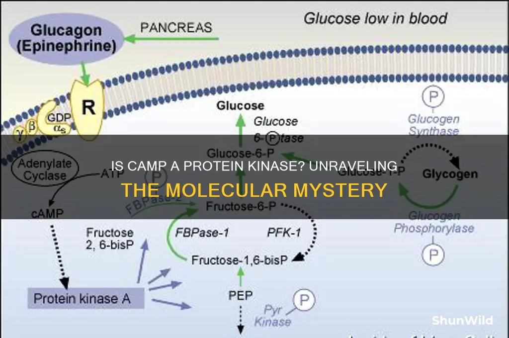 is camp a protein kinase