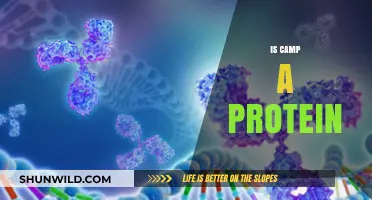 Is Camp a Protein? Unraveling the Myth and Science Behind It