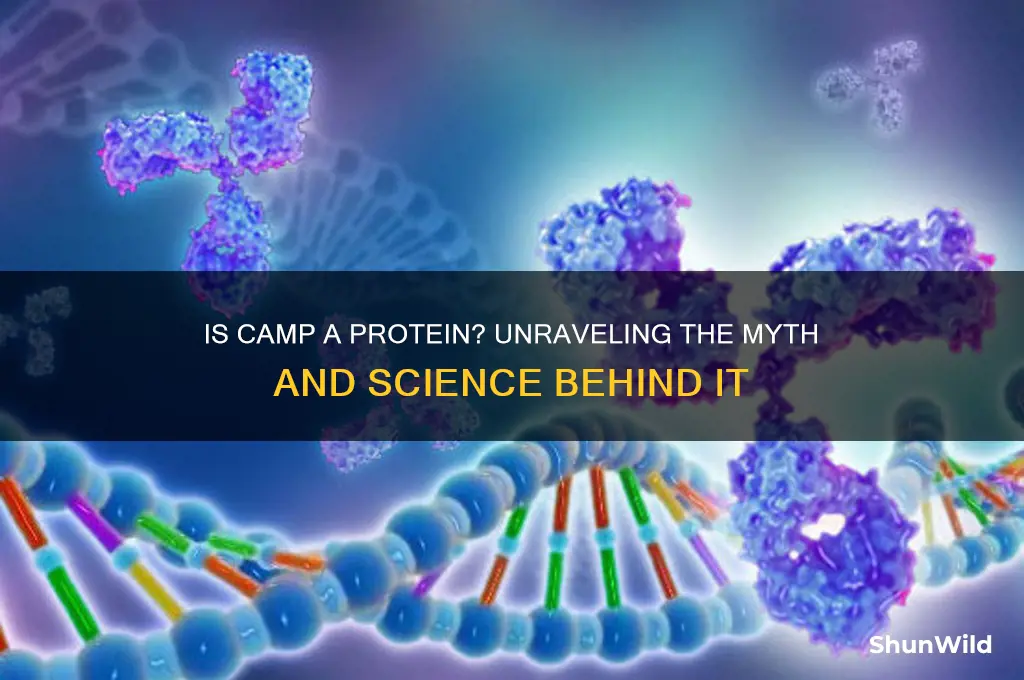 is camp a protein