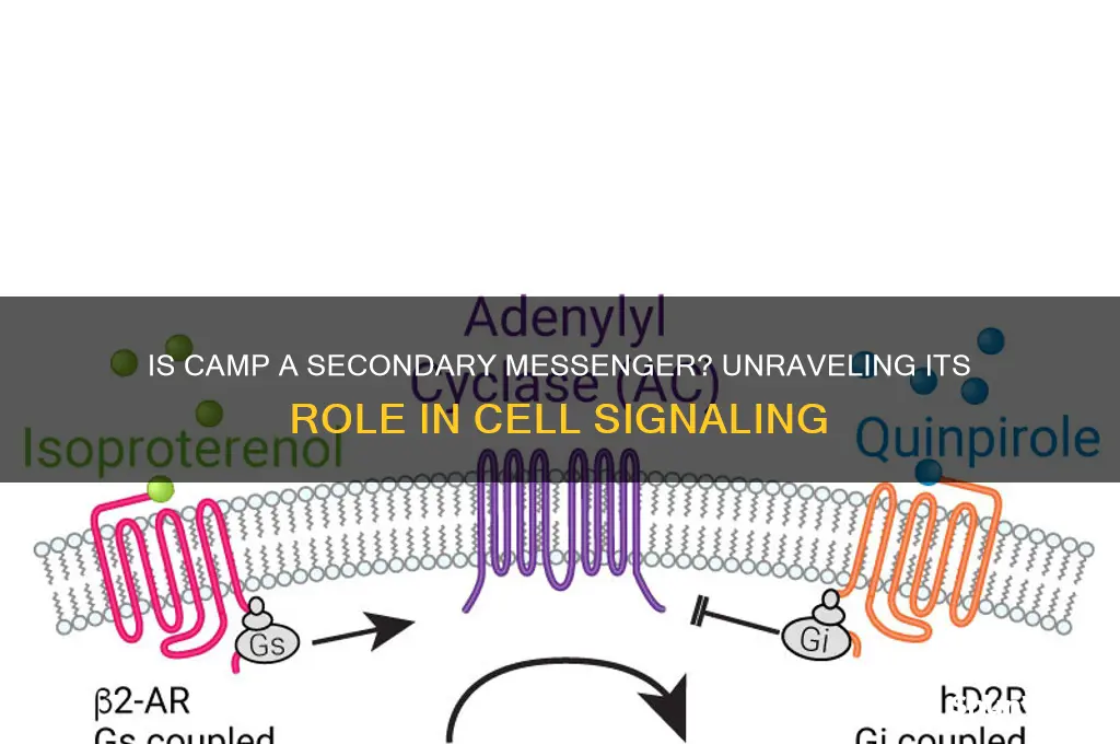 is camp a secondary messenger