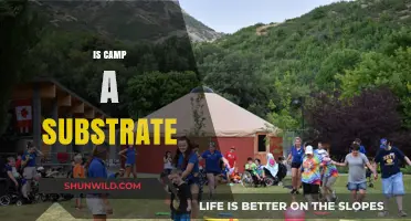 Is Camp a Substrate? Exploring the Foundations of Camp Aesthetics