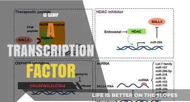 Is CAMP a Transcription Factor? Unraveling Its Role in Gene Regulation