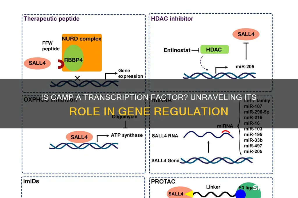 is camp a transcription factor