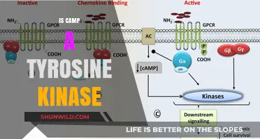 Is Camp a Tyrosine Kinase? Unraveling the Molecular Mystery