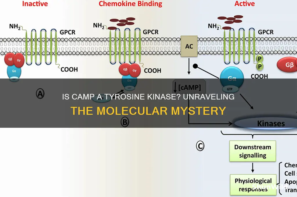 is camp a tyrosine kinase