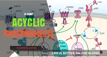 Exploring Camp Acyclic Phosphodiester: Structure, Function, and Applications