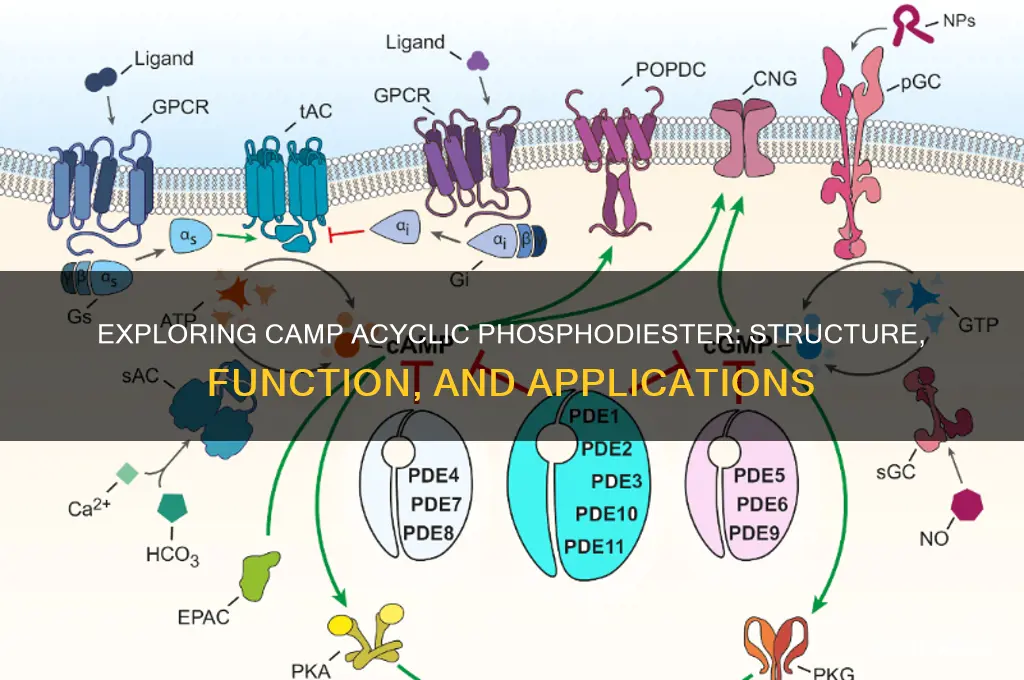 is camp acyclic phosphodiester