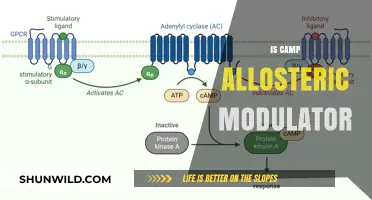 Exploring the Role and Mechanism of Camp as an Allosteric Modulator