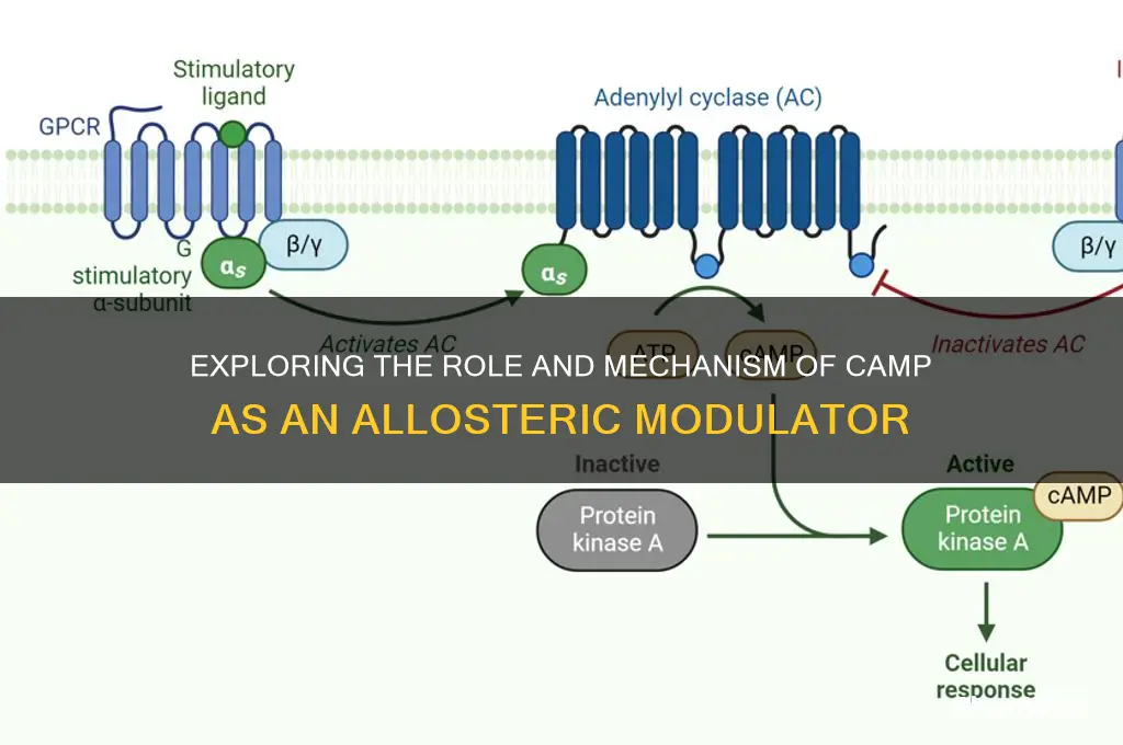 is camp allosteric modulator