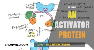 Exploring the Role of CAMP as an Activator Protein