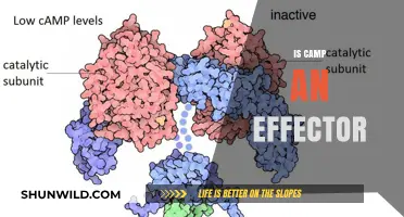 Exploring the Role of Camp as an Effector in Biological Systems