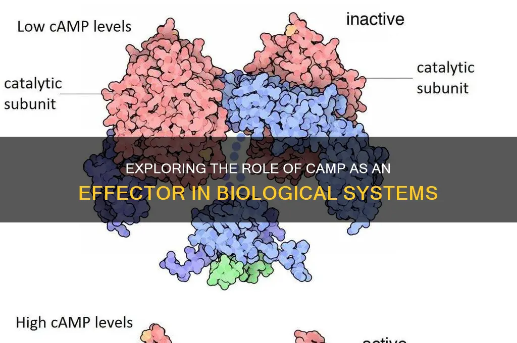 is camp an effector