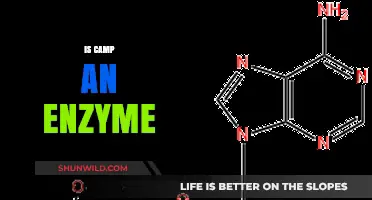 Is Camp an Enzyme? Unraveling the Confusion and Facts