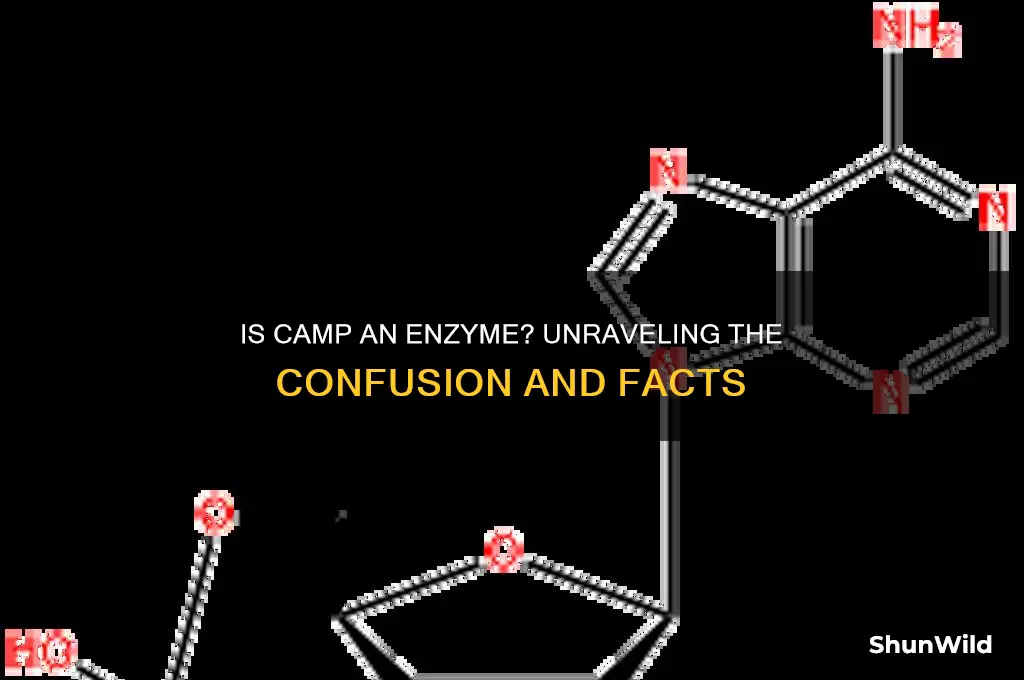 is camp an enzyme