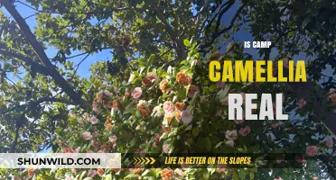 Is Camp Camellia Real? Uncovering the Truth Behind the Myth
