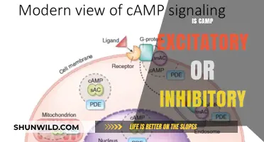 Unraveling the Role of Camp: Excitatory or Inhibitory Mechanism?