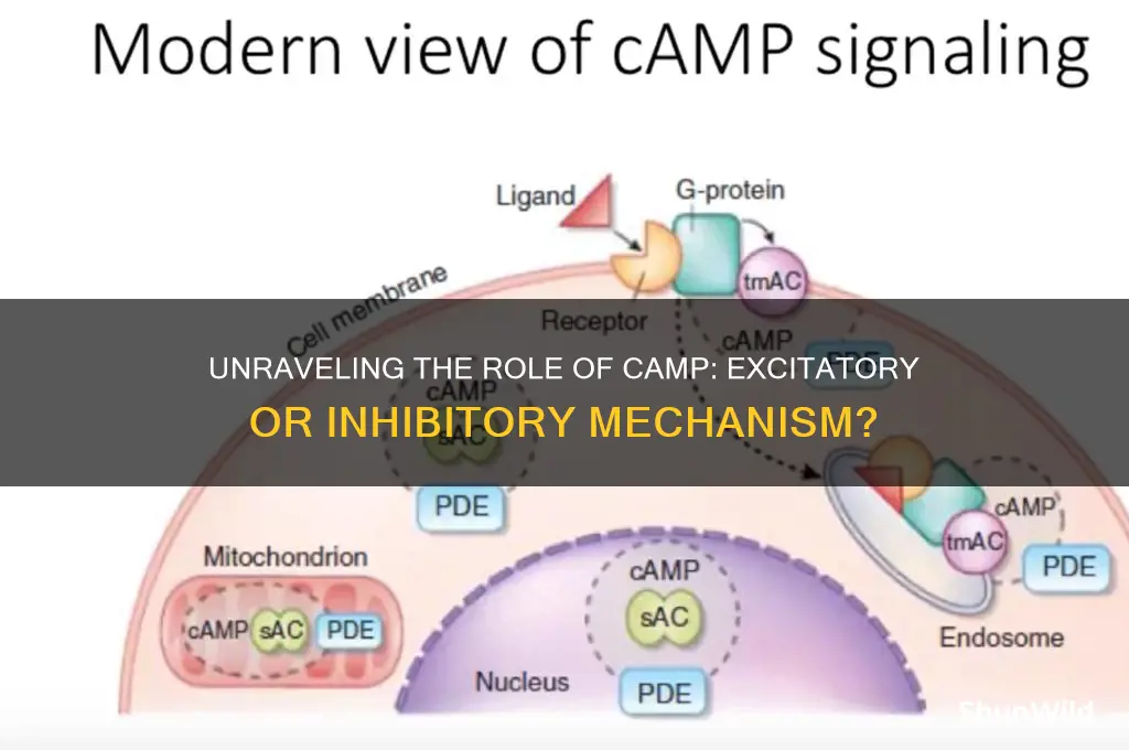 is camp excitatory or inhibitory