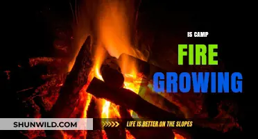 Is Camp Fire Growing? Trends, Insights, and Future Outlook