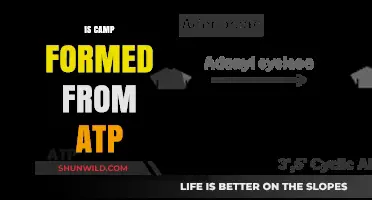 Is Camp Formed from ATP? Exploring the Science Behind Energy Conversion