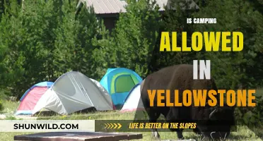 Can You Camp in Yellowstone? Rules, Tips, and Best Spots
