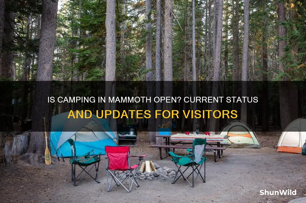 is camping in mammoth open