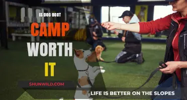 Dog Boot Camp: Is the Investment in Training Worth It?