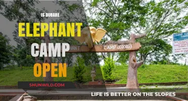 Is Dubare Elephant Camp Open? Latest Updates and Visitor Guidelines