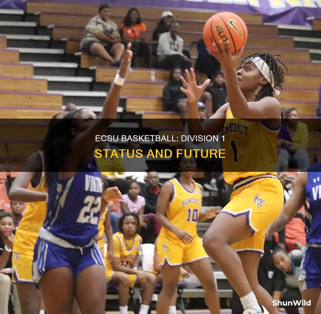 is ecsu basketball division 1