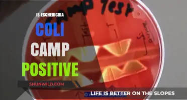 Is Escherichia Coli Camp Positive? Unraveling the Bacterial Mystery