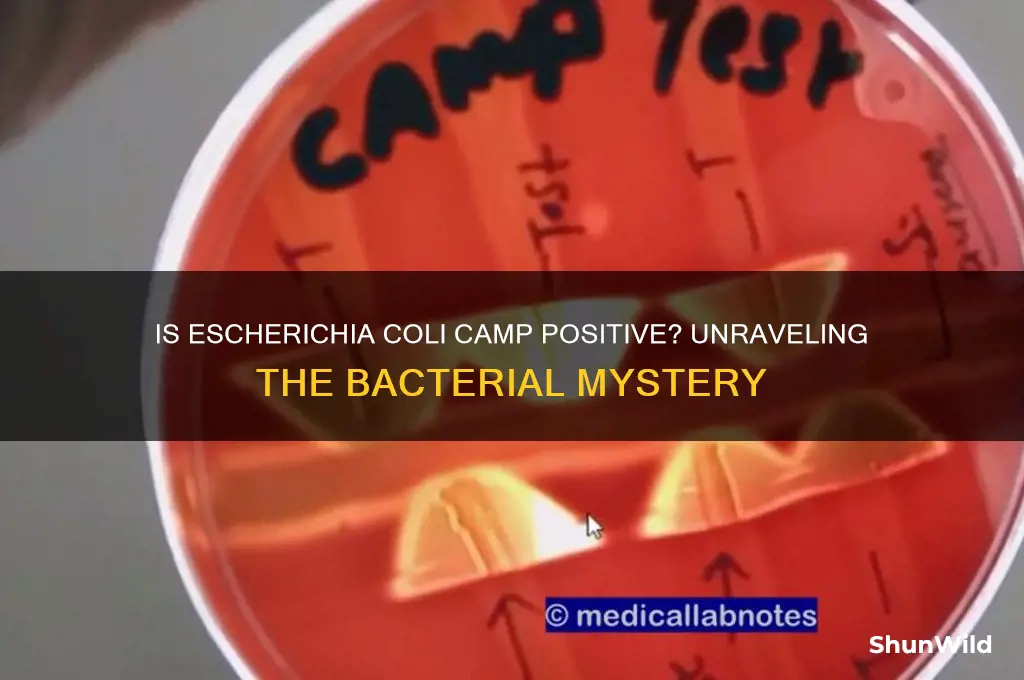 is escherichia coli camp positive