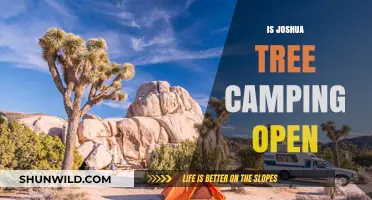 Is Joshua Tree Camping Open? Current Status and Updates