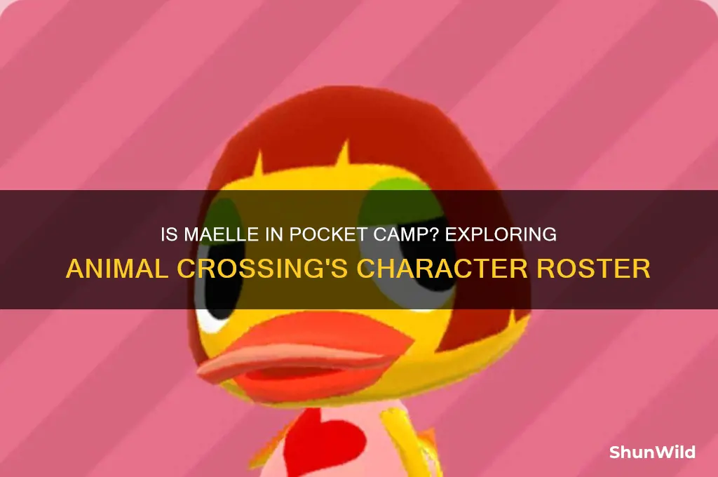 is maelle in pocket camp