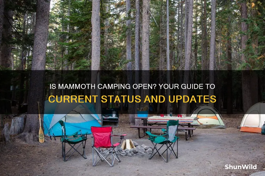 is mammoth camping open