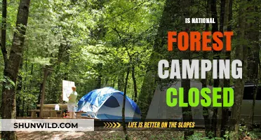 Is National Forest Camping Closed? Latest Updates and Alternatives