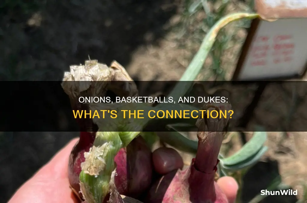is onions basketballs al dukes