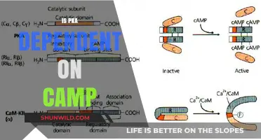 Exploring the Relationship Between pKa and cAMP: Dependency Unveiled