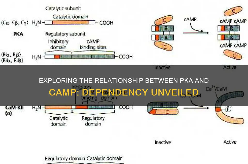 is pka dependent on camp