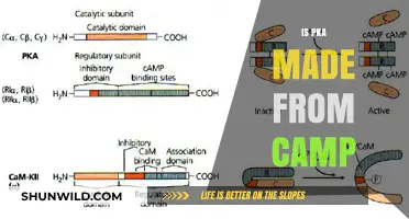Is pKa Derived from cAMP? Unraveling the Scientific Connection