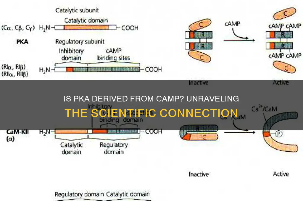 is pka made from camp