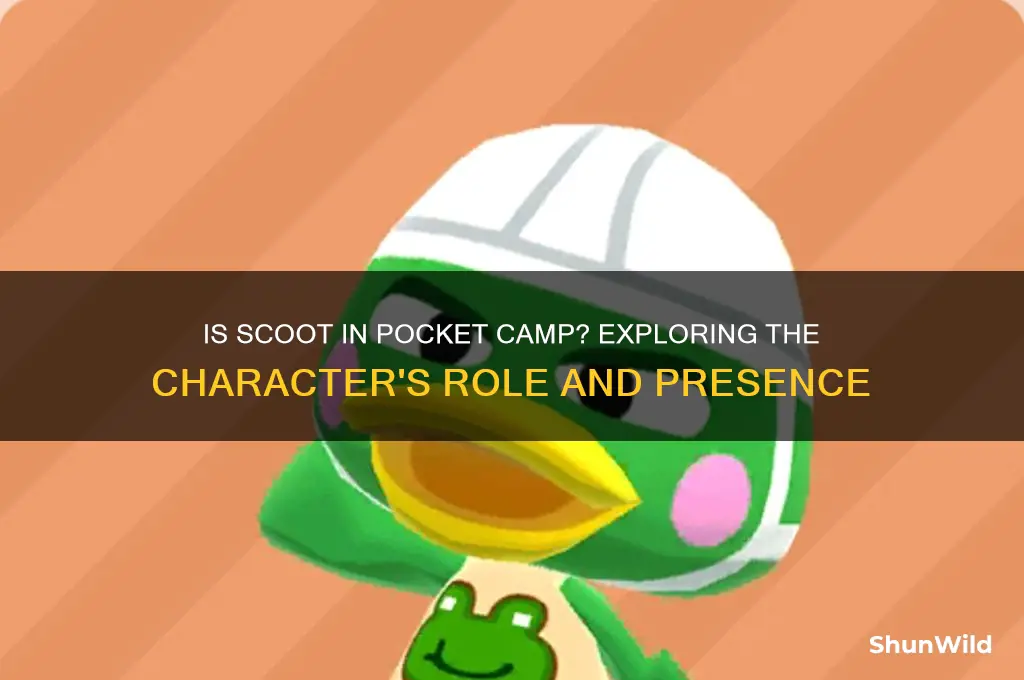 is scoot in pocket camp