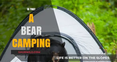 Is That a Bear? Camping Safety Tips for Wildlife Encounters